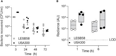 Murine Model of Sinusitis Infection for Screening Antimicrobial and Immunomodulatory Therapies